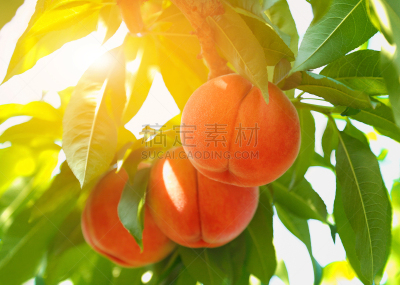 桃,熟的,水平画幅,生食,夏天,户外,特写,果园,清新