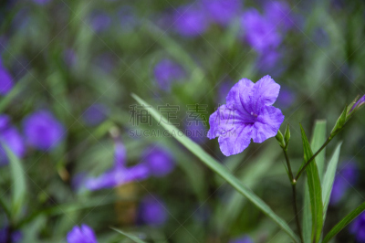 花朵,特写,荷花,水平画幅,枝繁叶茂,无人,异国情调,室内植物,热带气候,茉莉