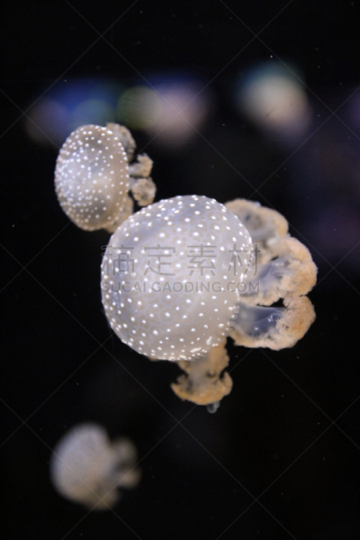 水母,垂直画幅,水,形状,水下,海产,野外动物,异国情调,生物学,热带气候