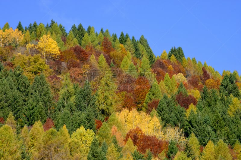 彩色图片,反差,美国西部,枝繁叶茂,自由,犹他,风景,橙色,地形,秋天