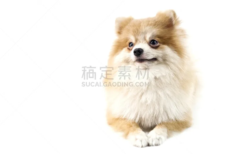 白色 可爱的 博美犬 正面视角 褐色 动物嘴 水平画幅 无人 特写 彩色图片图片素材下载 稿定素材