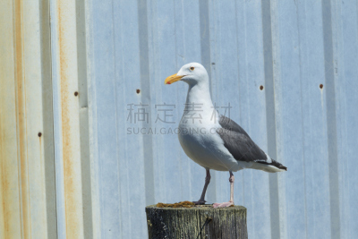 黑脊鸥,木桩,美,水平画幅,海港,鸟类,户外,图像,特写,防水长靴