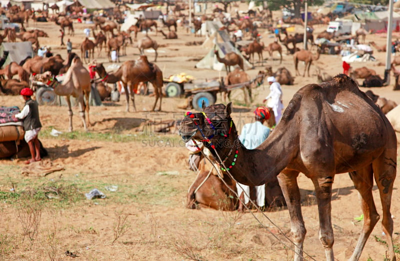 普虚卡骆驼集市,骆驼,哺乳纲,水平画幅,彩色图片,desert festival,动物,肖像,户外,牲畜