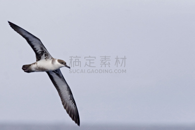 水剃鸟,非凡的,水,气候,水平画幅,动物身体部位,户外,冬天,海鸟,自然