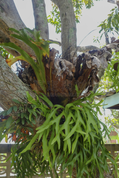 鹿角蕨,水龙骨科,蔓藤架,蕨类,温室,垂直画幅,形状,枝繁叶茂,无人,巨大的