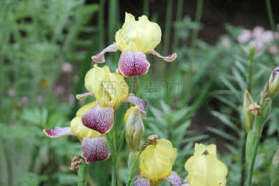鸢尾,花冠,光晕,观赏草,月桂花冠,花卉商,夏天,生日,草,明亮