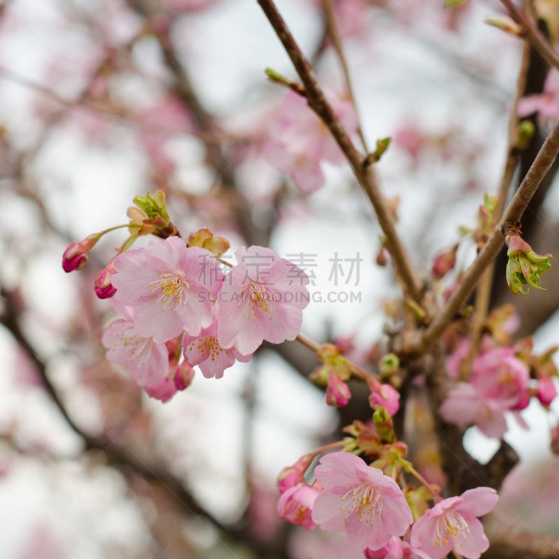 樱花,自然美,粉色,樱之花,弘前,静冈县,无人,特写,农作物,花蕾