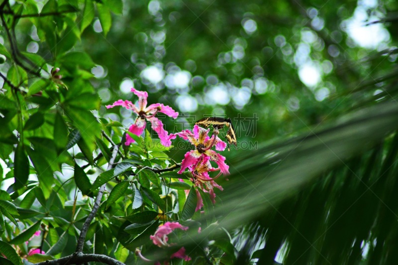 粉色,一对,美丽球花豆,圣卡塔琳娜,美,休闲活动,水平画幅,无人,特写,花蕾