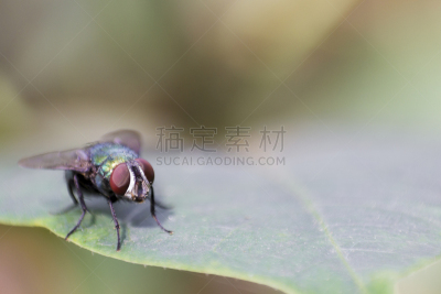 叶子,家蝇,大特写,正面视角,动物嘴,水平画幅,动物身体部位,野外动物,户外,复杂