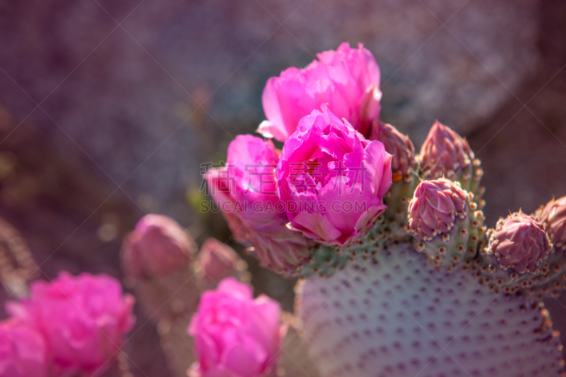 beavertail cactus,安萨博瑞哥沙漠州立公园,仙人球,特写,仅一朵花,索诺兰沙漠,仙人掌,圣迭戈县,加利福尼亚,科罗拉多州