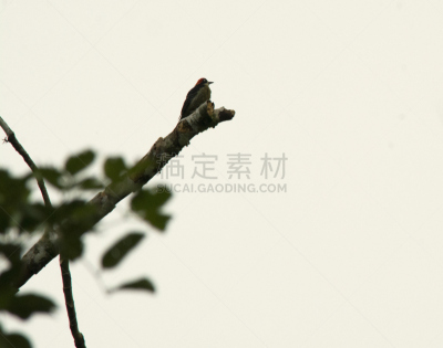 啄木鸟,丛林索道,阿雷纳火山,生态多样性,生态旅游,水平画幅,无人,鸟类,热带雨林