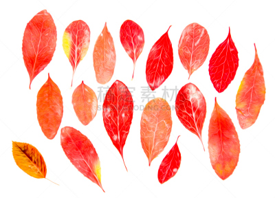 绘画插图,阴影,干的,叶子,分离着色,香熏油,绘制,爆炸,摄影,布置