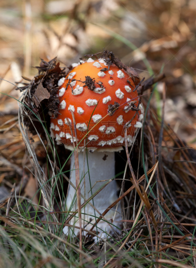 毒蝇菇,蘑菇,红色,森林,橙色伞菌,毒蘑菇,垂直画幅,无人,苔藓,户外