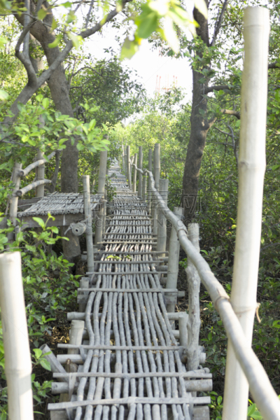 竹子,桥,红树林,红树,自然,垂直画幅,水,公园,纹理效果,景观设计