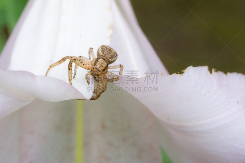 蜘蛛,花瓣,公亩,妙高市,新泻县,自然,水平画幅,枝繁叶茂,无人,特写