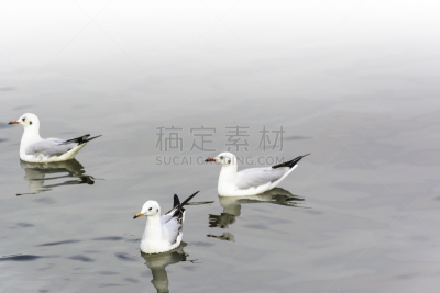 海鸥,动物群,嘉龄,水,留白,水平画幅,鸟类,野外动物,户外,泰国