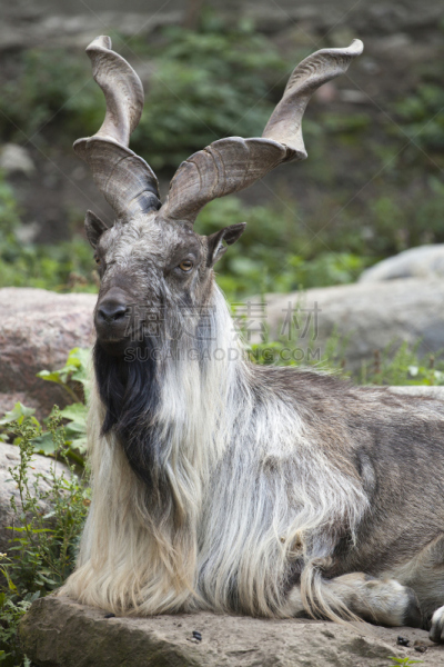 markhor,垂直画幅,雄鹿,络腮胡子,阿富汗,动物身体部位,野外动物,生物学,哺乳纲,巴基斯坦