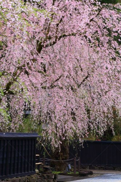 春天,角馆,武士家宅,仙北市,田泽湖,城镇景观,垂直画幅,无人,传统,户外
