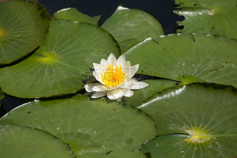 睡莲,水生植物,荷花,水平画幅,无人,户外,小石川后乐园,白色,春天,植物