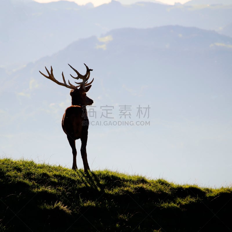 秋天,鹿,骄傲,阿尔卑斯山脉,福拉尔贝格州,户外,方形画幅,布雷根茨,自然美,摄影