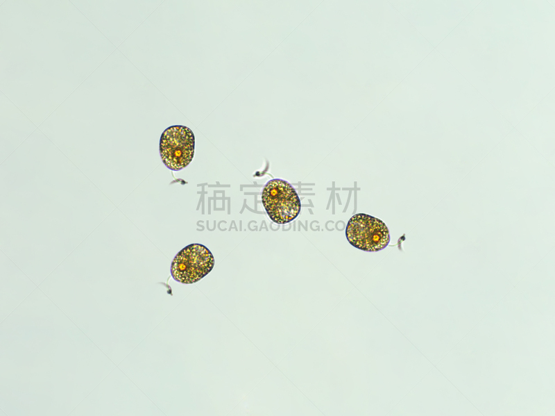 放大效果,在下面,生物燃料,显微镜,科学实验,生物课,细胞,池塘,细胞核,硅藻属