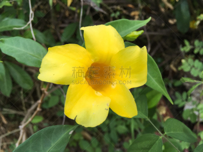 软枝黄蝉,黄色,自然,美,水平画幅,绿色,枝繁叶茂,户外,特写,泰国