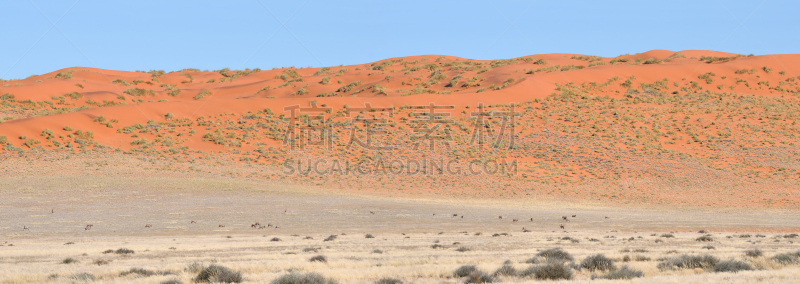 纳米布兰德自然保护区,长角羚,沙丘,全景,纳米比亚,居住区,纳米布沙漠,天空,水平画幅,沙子