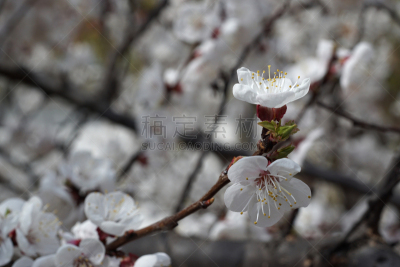 杏,特写,白色,枝,春天,白昼,春湾,研磨器,柔焦,雄蕊