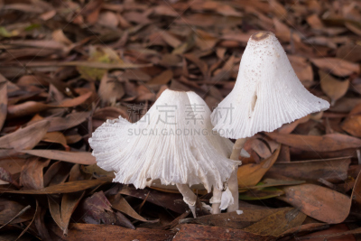 蘑菇,白色,林地地表,鬼伞科,库兰达,阿瑟顿高地,自然,水平画幅,小的,无人