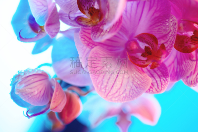 脆弱,兰花,露水,轻的,蓝色背景,特写,粉色,卵巢,夏天