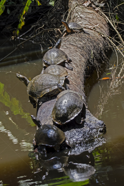 tortuguero national park,海龟,绿龟运河,托尔图格诺,里蒙省,排队等,红树林,线条,热带气候,动物