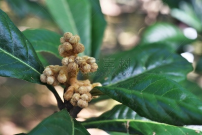 花蕾,枇杷,褐色,水平画幅,平塚市,秋天,无人,日本,果树,白色