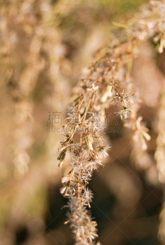 潘帕斯大草原,大特写,自然,垂直画幅,柳树,无人,散焦,抽象,野生植物,摄影