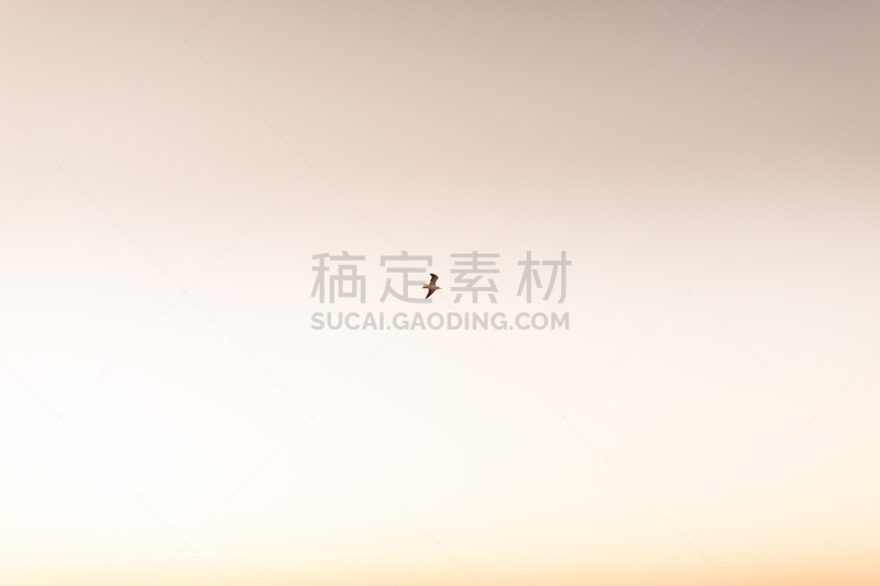 海滩,鸟编队飞行,在上面,正面视角,天空,风,沙子,棕榈沙滩镇,光,棕榈树