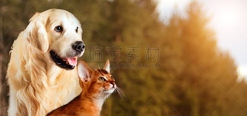 猫,狗,秋天,金毛寻回犬,背景,阿比西尼亚猫,自然,平和,美,留白