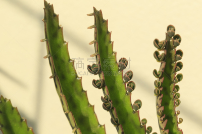 高凉菜属,新的,水平画幅,绿色,有毒生物体,景天科,在边上,丰富,特写,草本