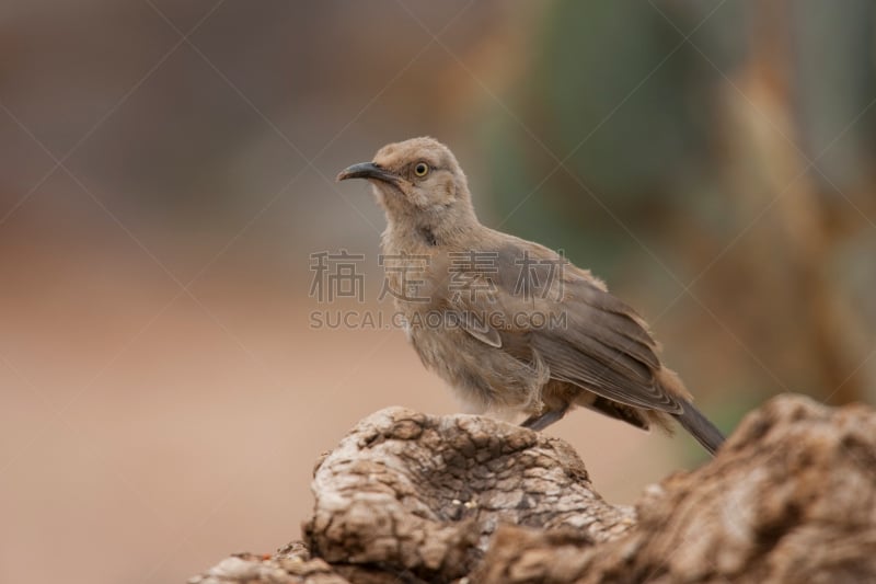 曲嘴鸫,棕色鸫鸟,自然,野生动物,图像,北美歌雀,野外动物,亚利桑那,动物,鸟类