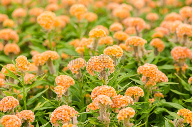 鸡冠花,羊毛,仅一朵花,橙子,芦笋蕨,自然,水平画幅,秋天,无人,夏天