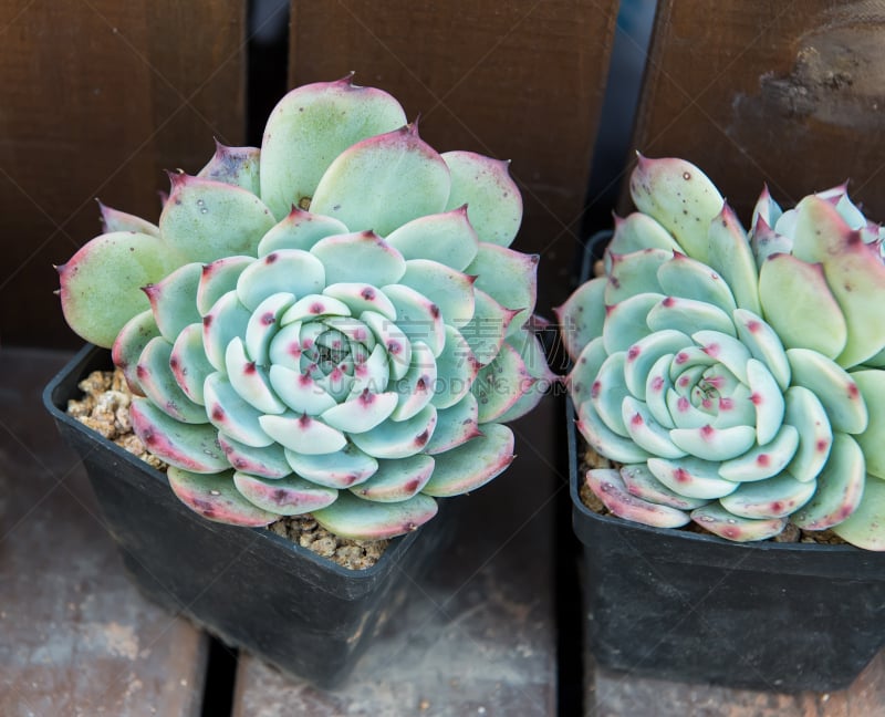 小的,多肉植物,石蟹,石莲花,长生花,景天属植物,景天科拟石莲花属植物,水平画幅,无人,园艺