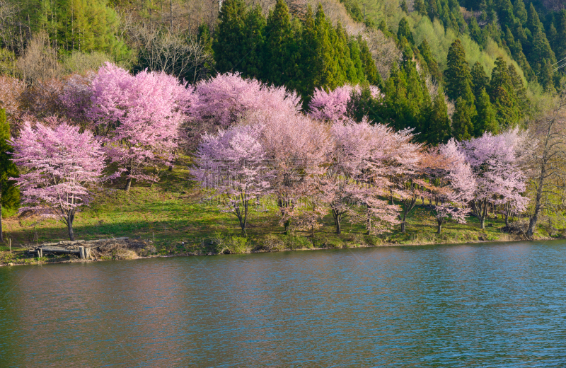 长野县,日本,樱桃树,水,美,信浓川,里山,水平画幅,樱花,无人