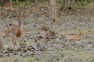 Brow-Antlered Deer,机敏,褐色,水平画幅,动物身体部位,野外动物,户外,草,单色调,观看
