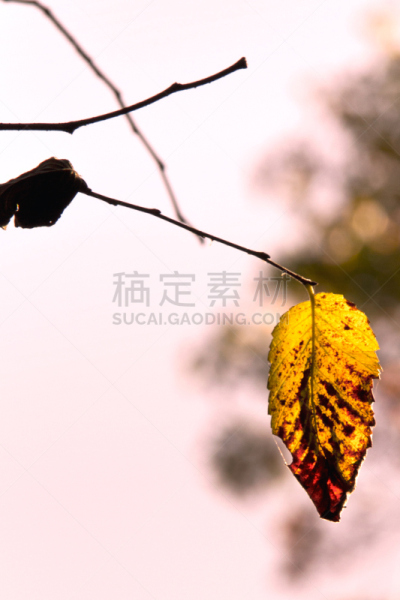 金叶,秋天,分离着色,叶子,自然美,自然,垂直画幅,橙色,植物的组成部分,无人