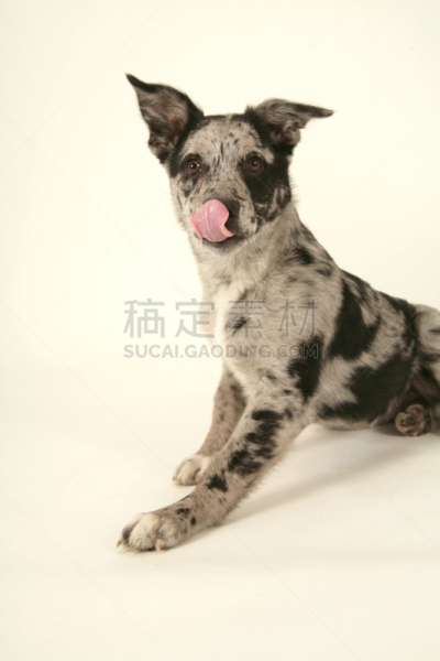 卡塔胡拉豹犬,小狗,舔嘴唇,白皮书报告,动物舌头,垂直画幅,动物嘴,幽默,犬科的,室内