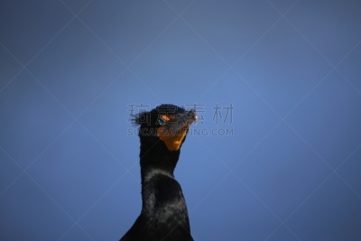 双冠鸬鹚,自然,野生动物,水平画幅,蓝色,鸟类,户外,湖,特写,海洋