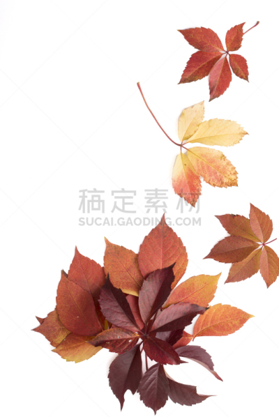 叶子,秋天,白色背景,垂直画幅,边框,纹理效果,干的,特写,明亮,植物