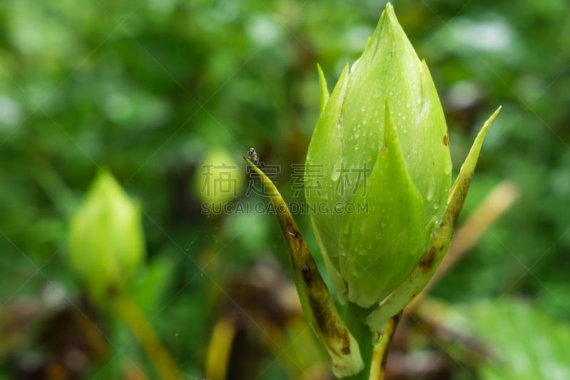 雨林,妙高市,新泻县,雨季,水平画幅,枝繁叶茂,无人,日本,热带树,夏天