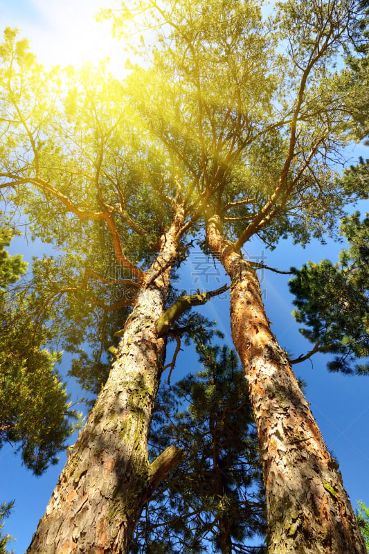 松树,日光,正下方视角,tyrifjorden,树冠,在底端,树干,厚的,松林,垂直画幅