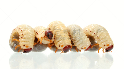 金龟子,蛆,鱼饵,自然,水平画幅,无人,动物学,残酷的,丑陋,特写