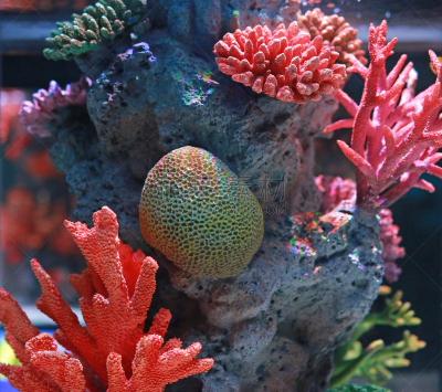 珊瑚,水族馆,肉芝珊瑚,coralline red algae,埃及眼镜蛇,大象耳,滤食性动物,脑珊瑚,槲树,寄生蟹