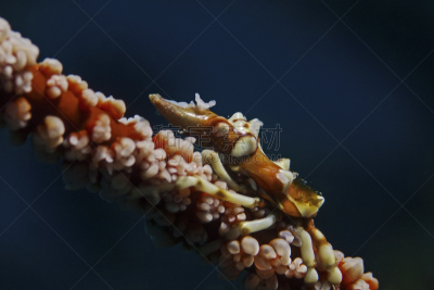 瘤状扁异蟹,鞭形珊瑚虫,蜘蛛蟹,水平画幅,水肺潜水,动物学,水下,动物习性,动物身体部位,户外